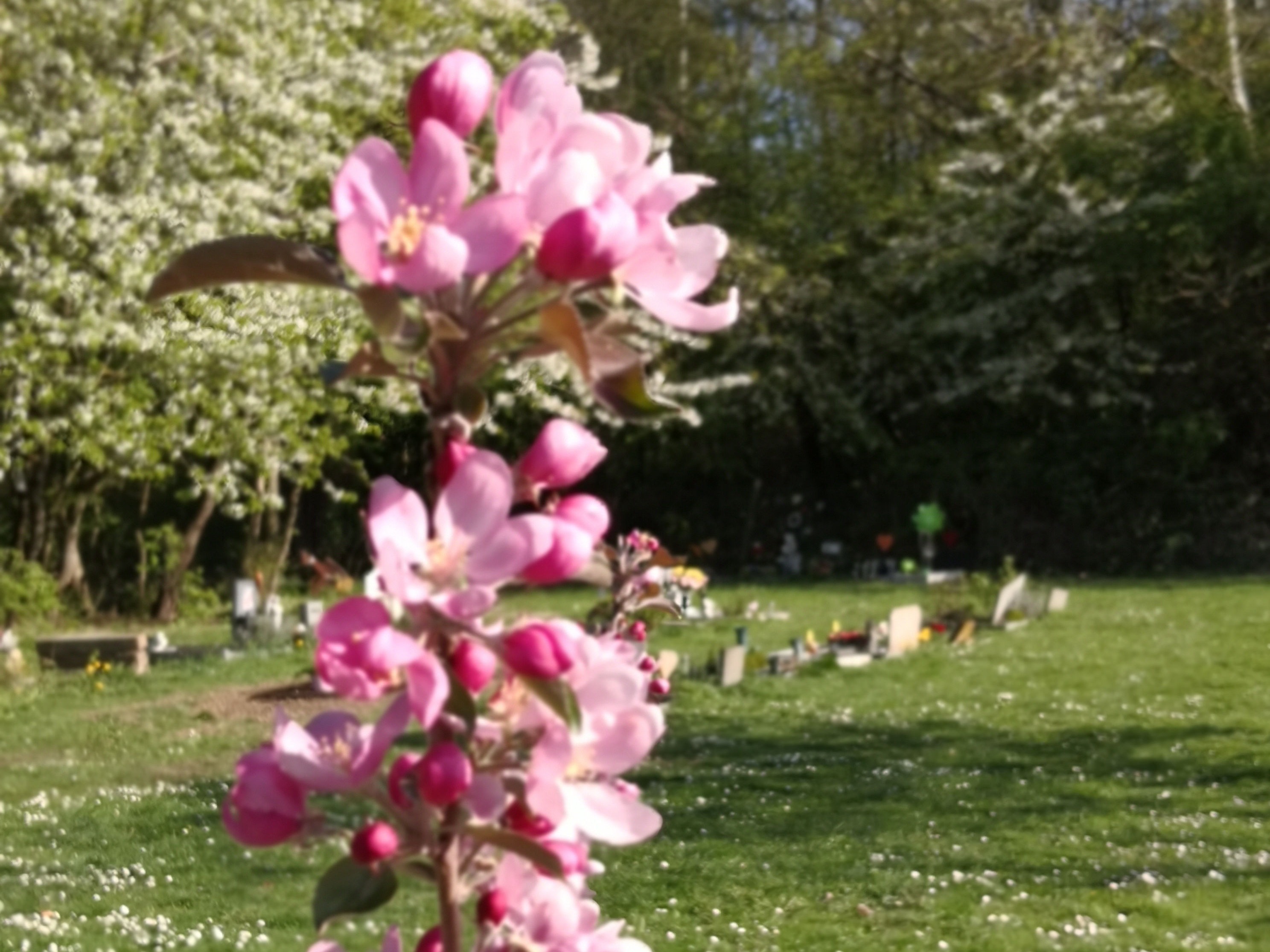 Rosa Kirschblüten auf dem Tierfriedhof Stuttgart